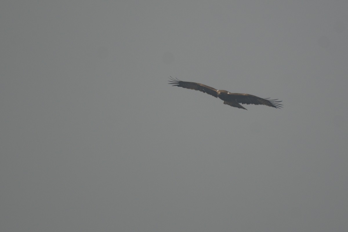 Booted Eagle - ML612742252