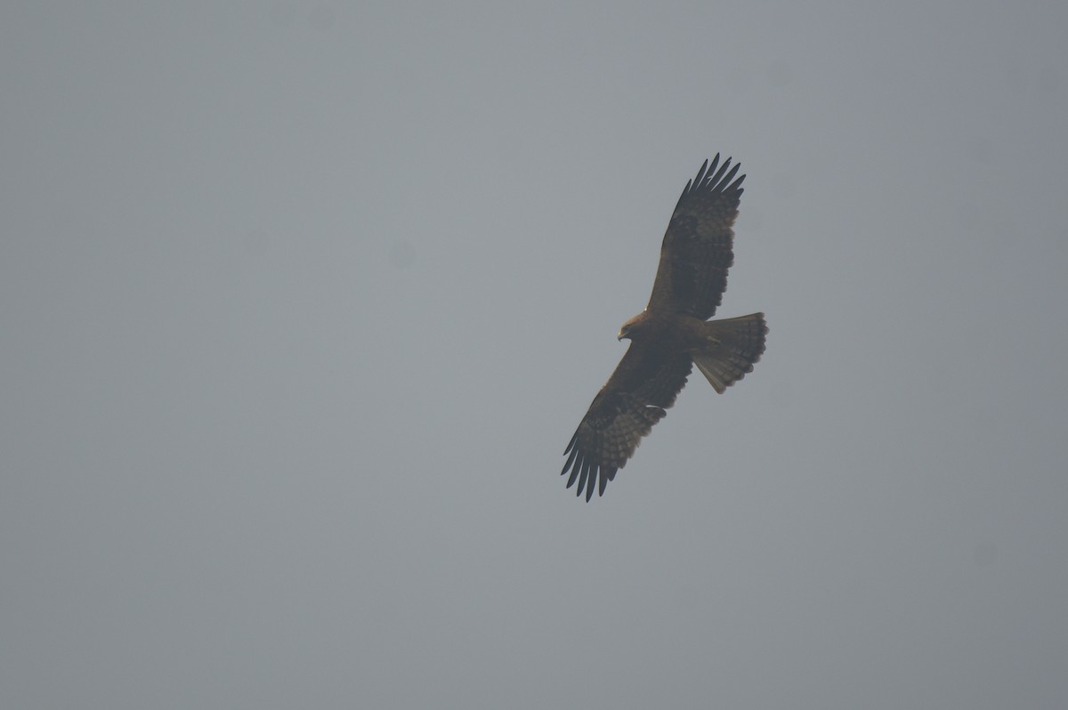 Booted Eagle - ML612742254