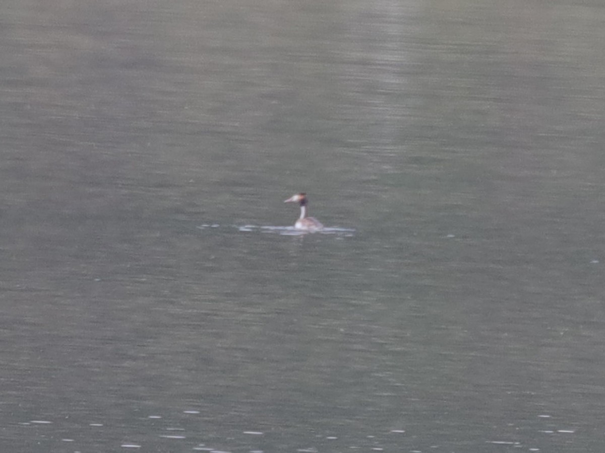 Great Crested Grebe - ML612742255