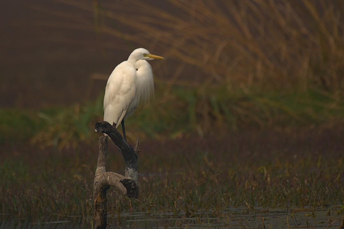 Medium Egret - ML612742258
