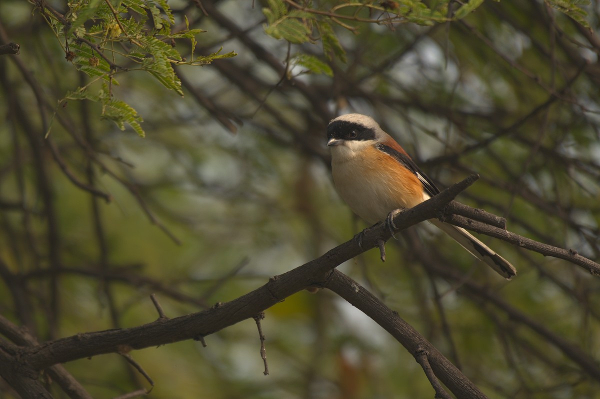 Long-tailed Shrike - ML612742260
