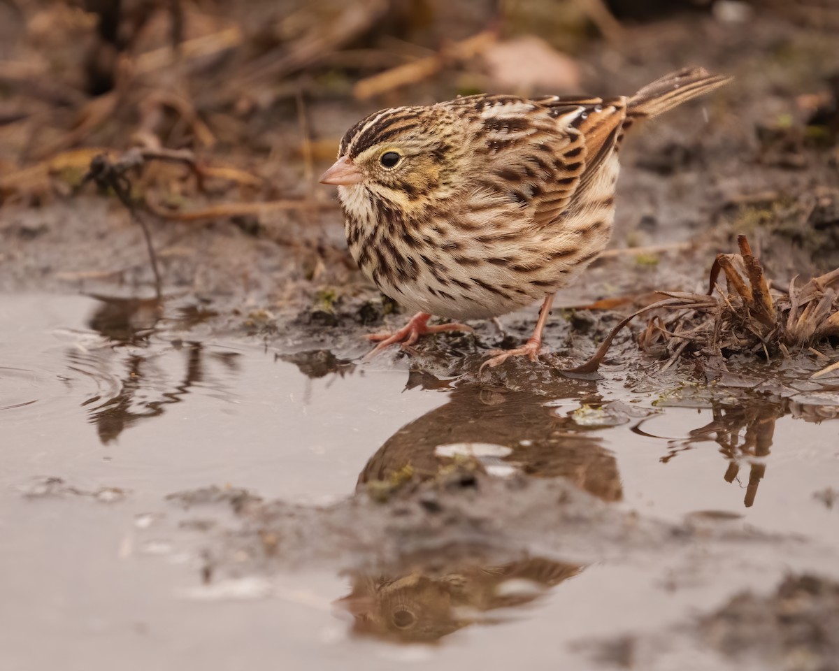 Savannah Sparrow - ML612742261