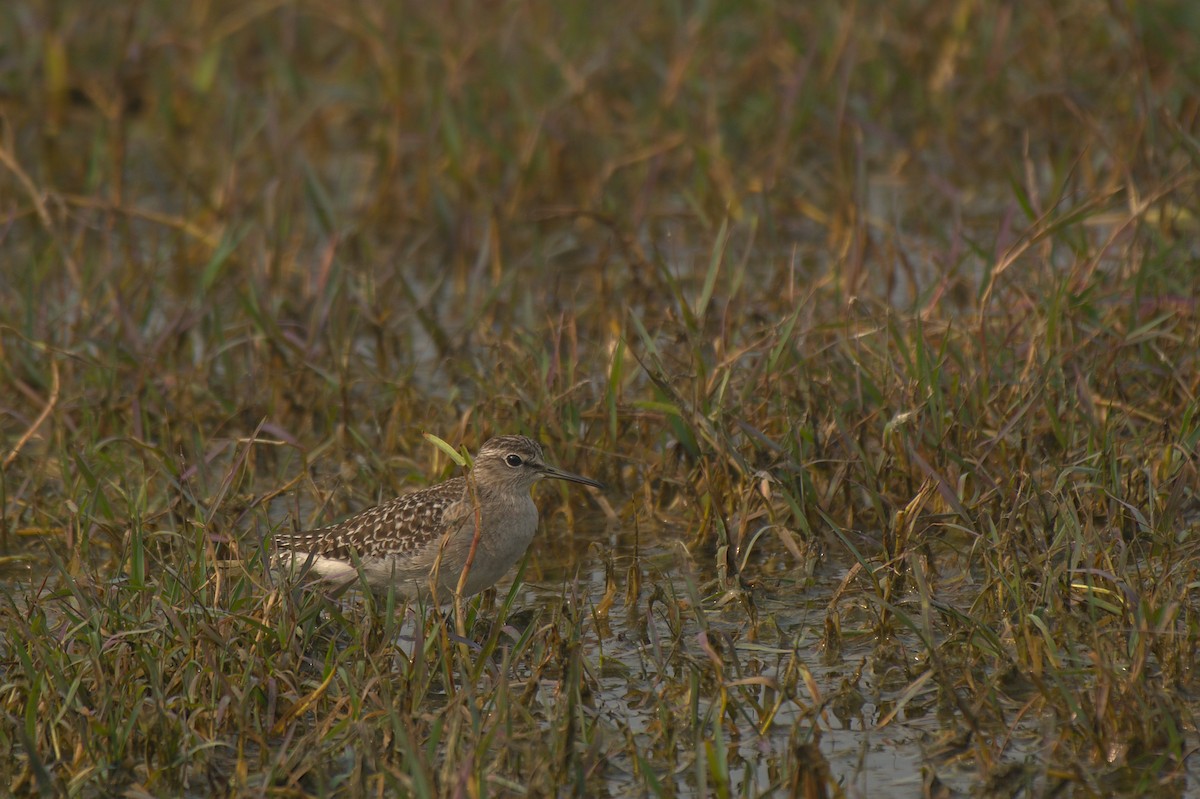 Wood Sandpiper - ML612742262