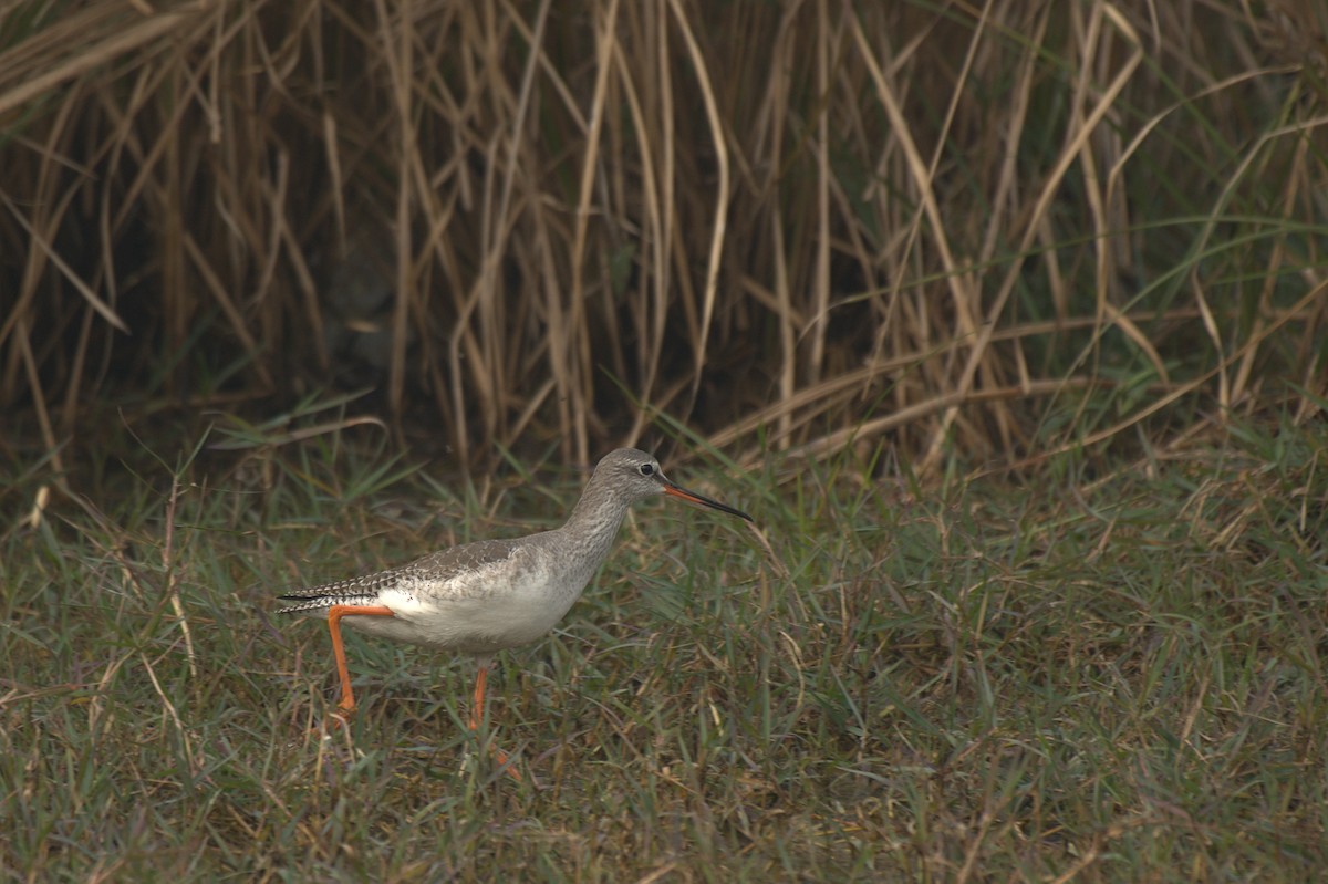 Common Redshank - ML612742264