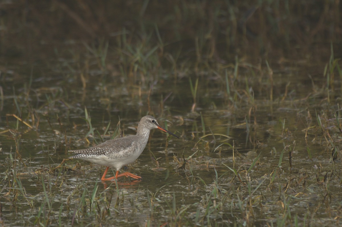 Common Redshank - ML612742265