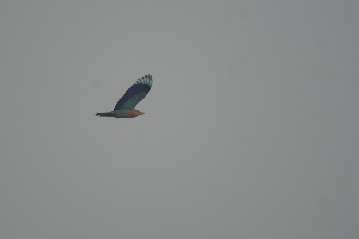 Indian Roller - ML612742268