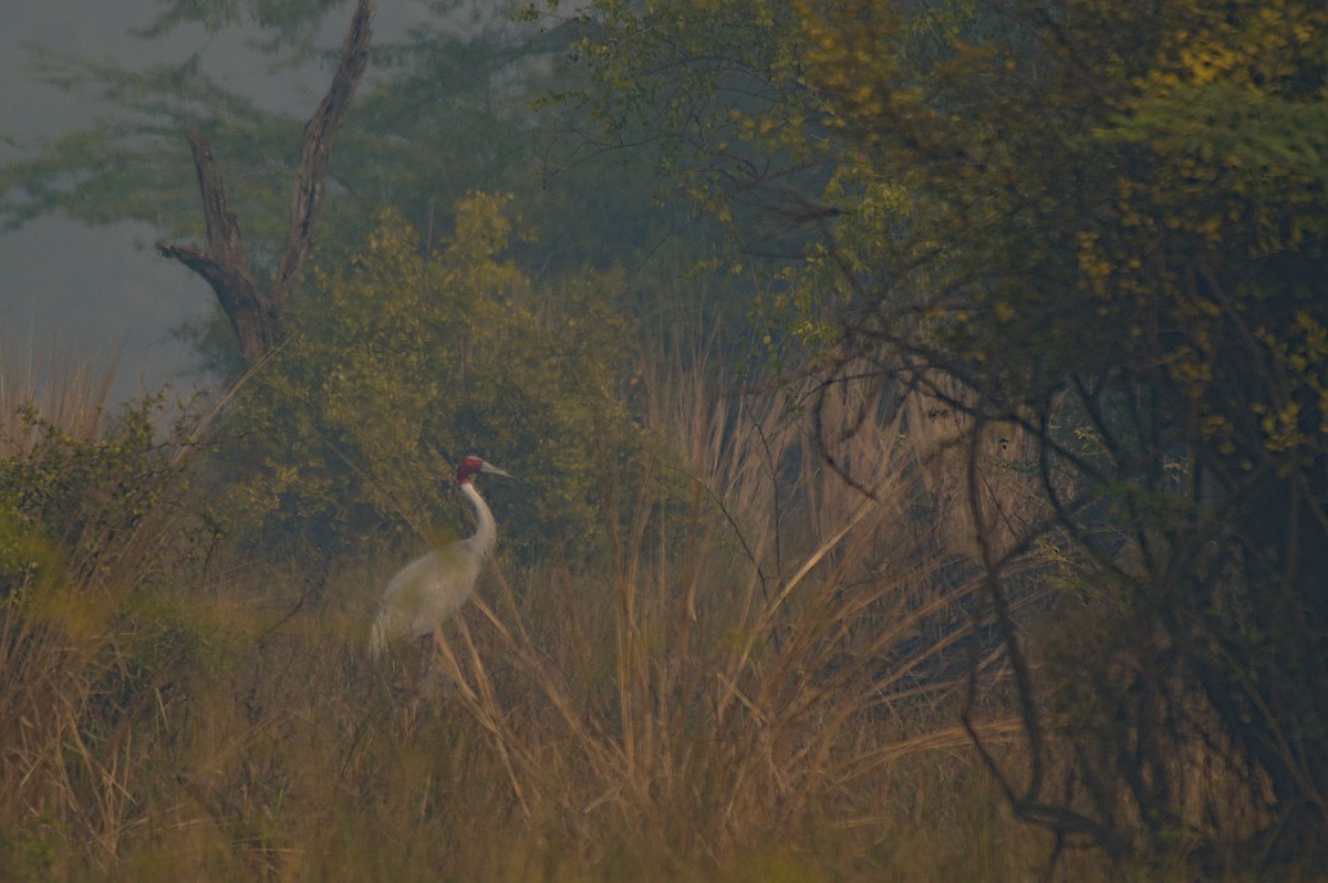 Sarus Crane - ML612742278