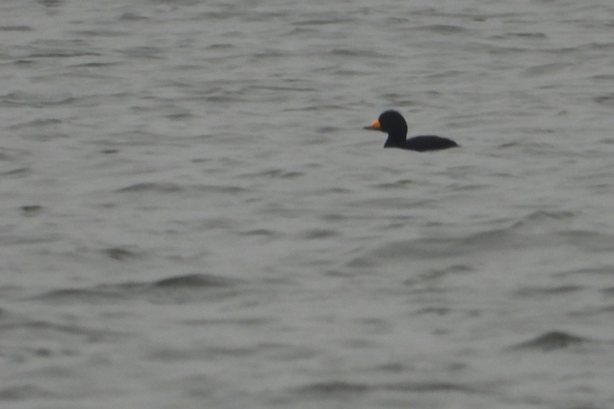 Black Scoter - ML612742280