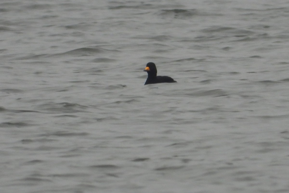 Black Scoter - ML612742281