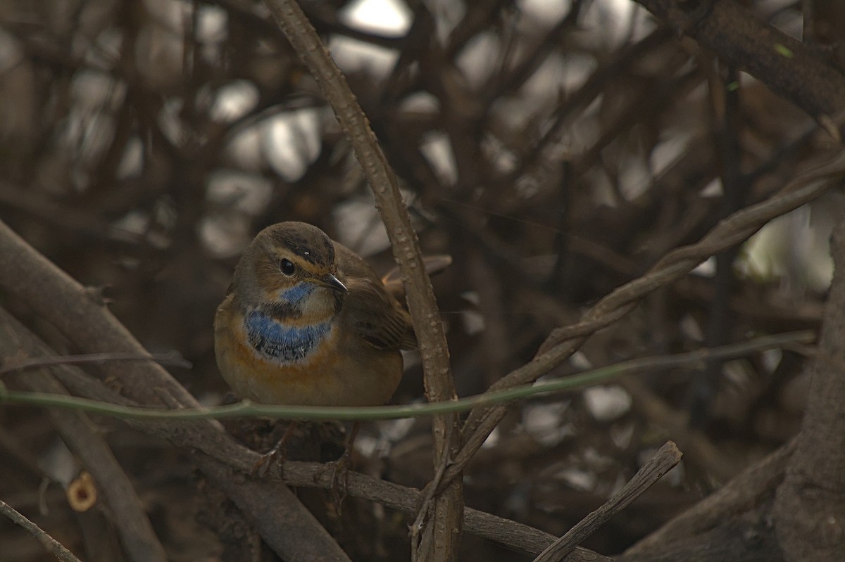 Bluethroat - ML612742289