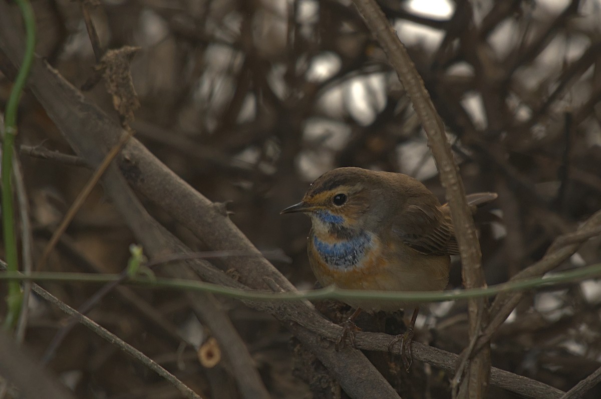 Bluethroat - ML612742290