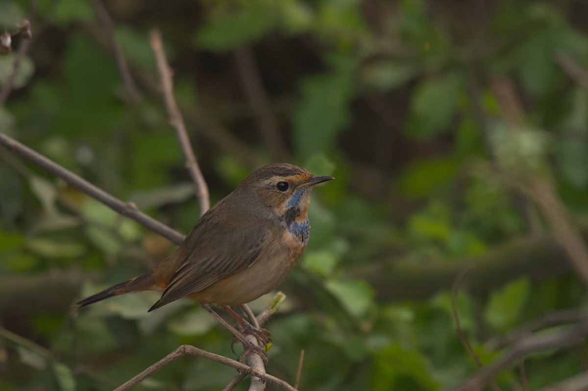 Bluethroat - ML612742291