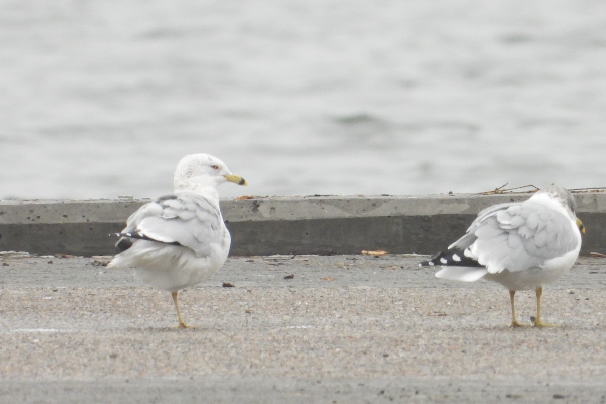 Ring-billed Gull - ML612742297