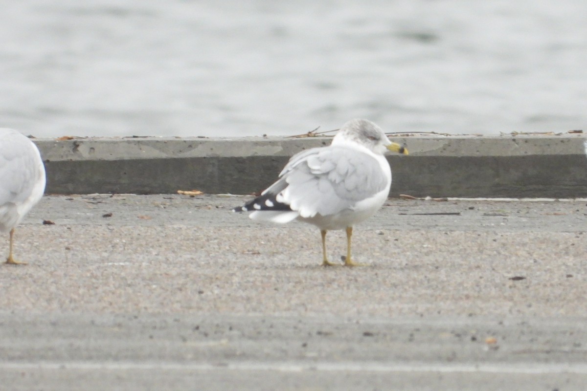 Ring-billed Gull - ML612742299