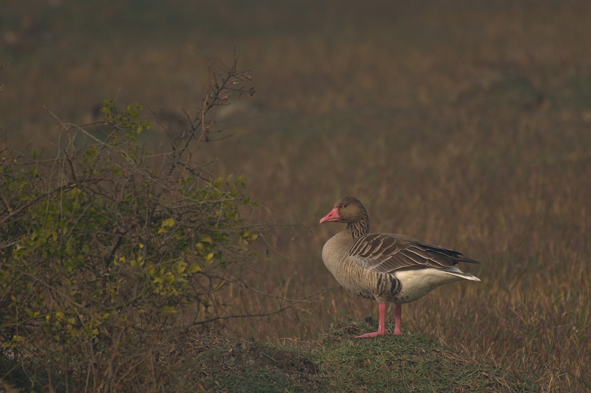 Graylag Goose - ML612742306