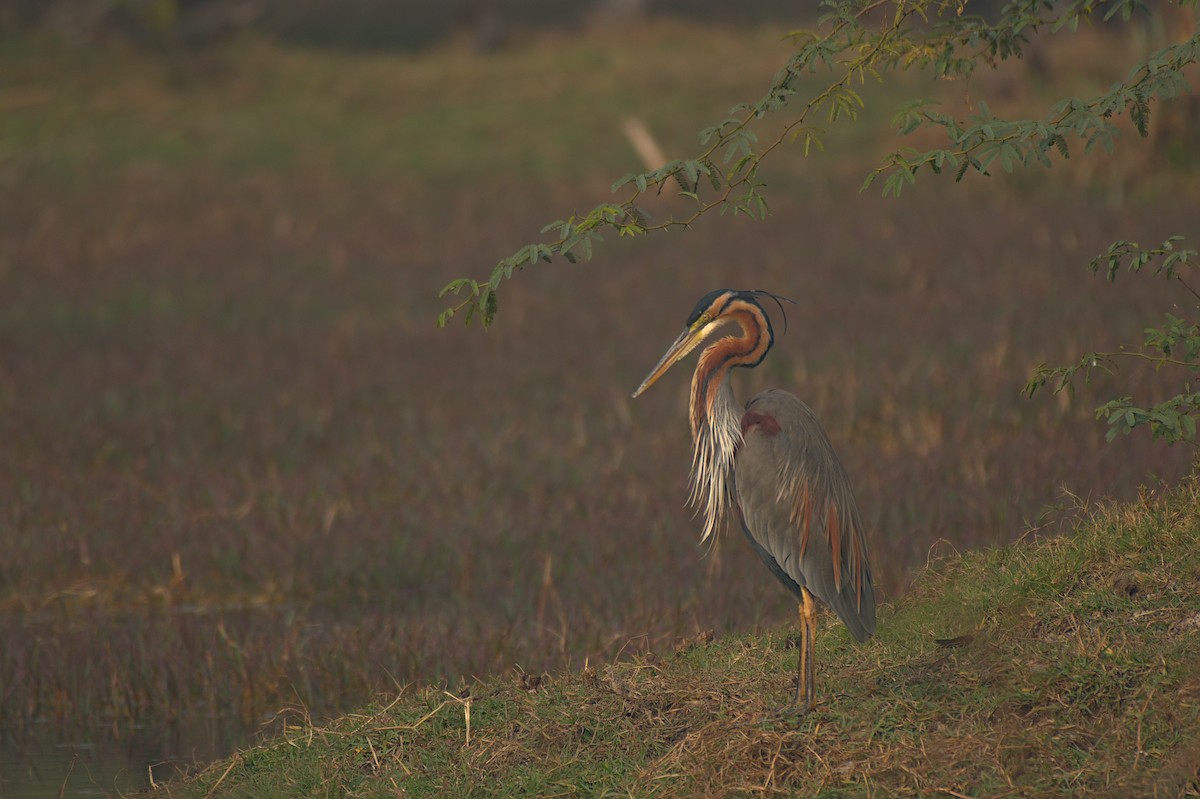 Purple Heron - ML612742308