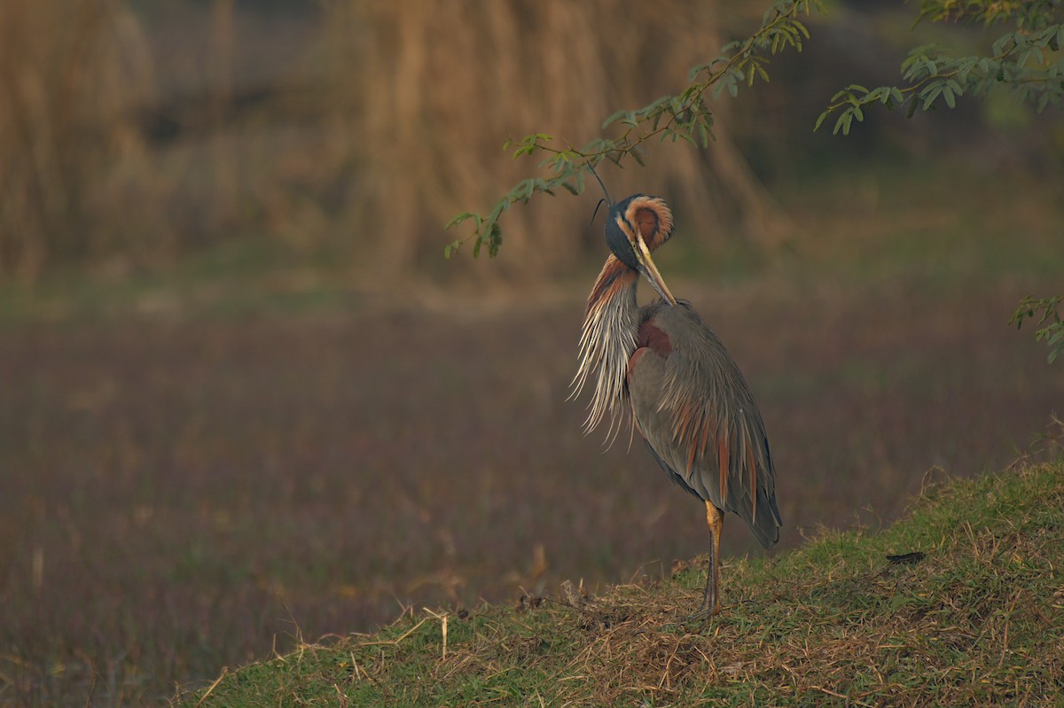 Purple Heron - ML612742309