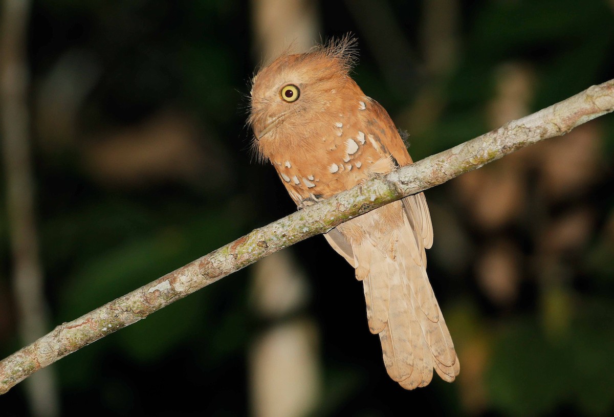 Blyth's Frogmouth - ML61274231