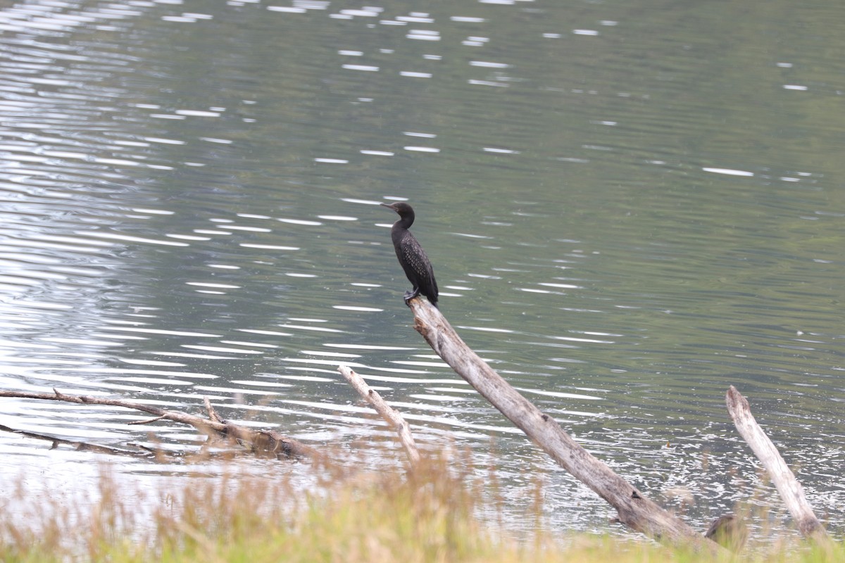 Cormorán Totinegro - ML612742311