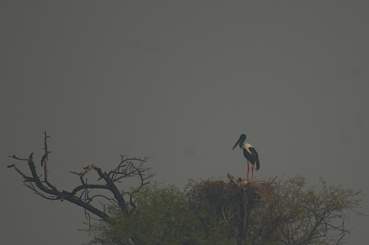 Black-necked Stork - Ashwani Sharma