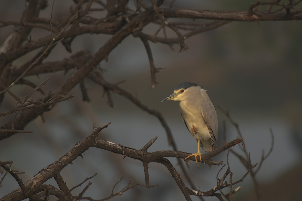 Black-crowned Night Heron - ML612742322
