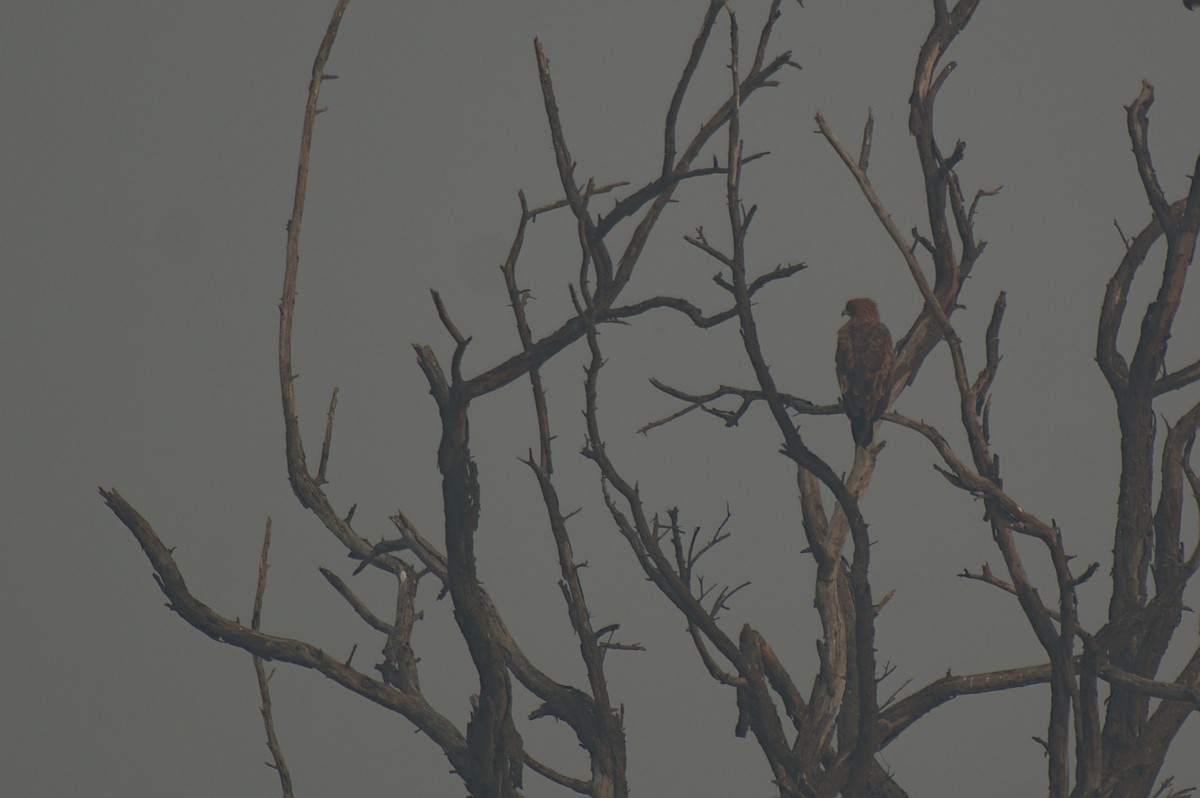 Tawny Eagle - ML612742328