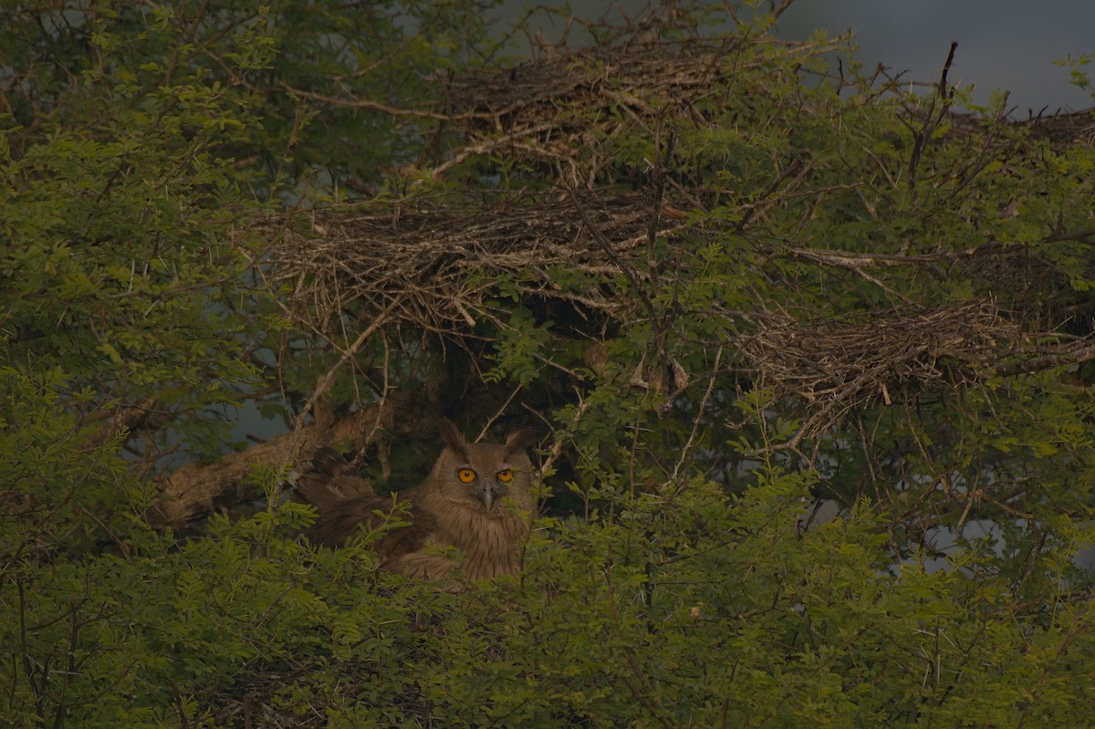 Dusky Eagle-Owl - ML612742341