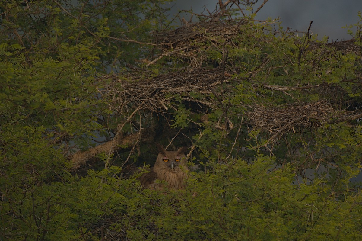 Dusky Eagle-Owl - ML612742342