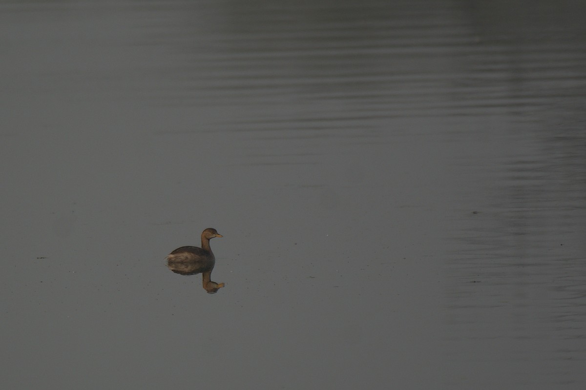 Little Grebe - ML612742347