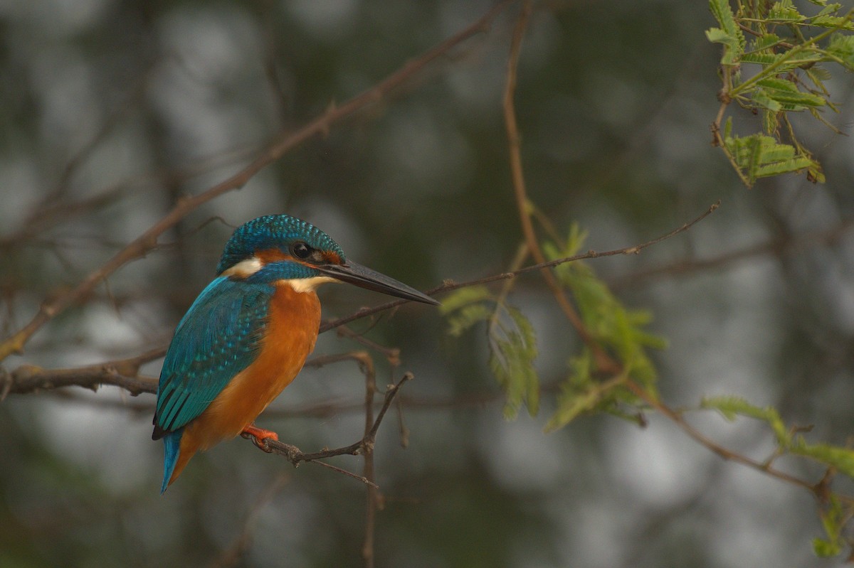 Common Kingfisher - ML612742354