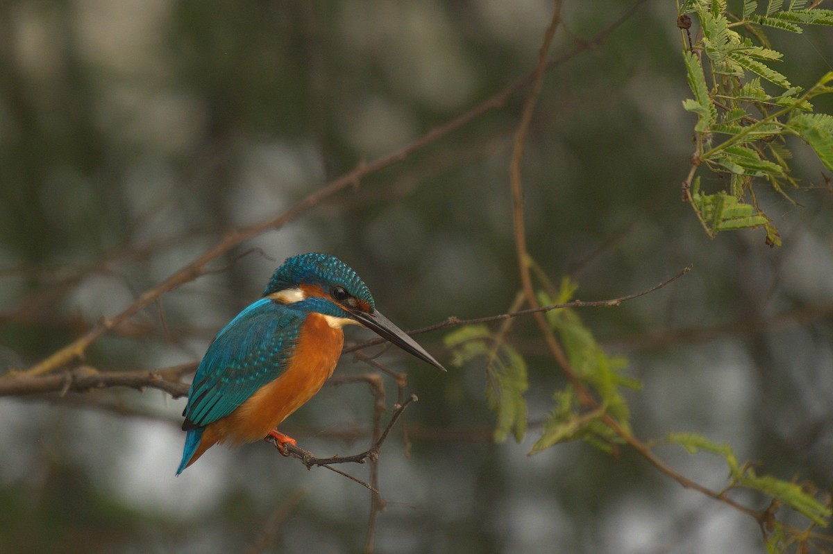 Common Kingfisher - ML612742355