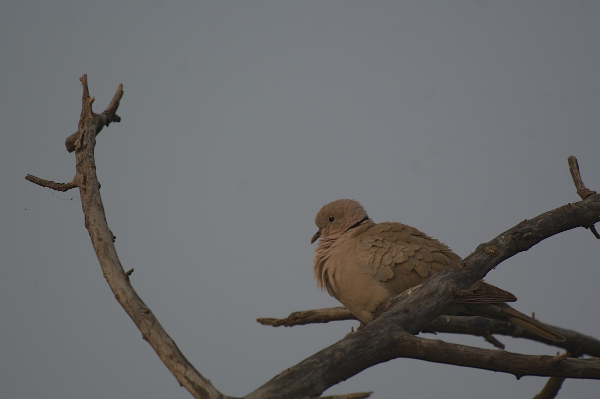 Eurasian Collared-Dove - ML612742360