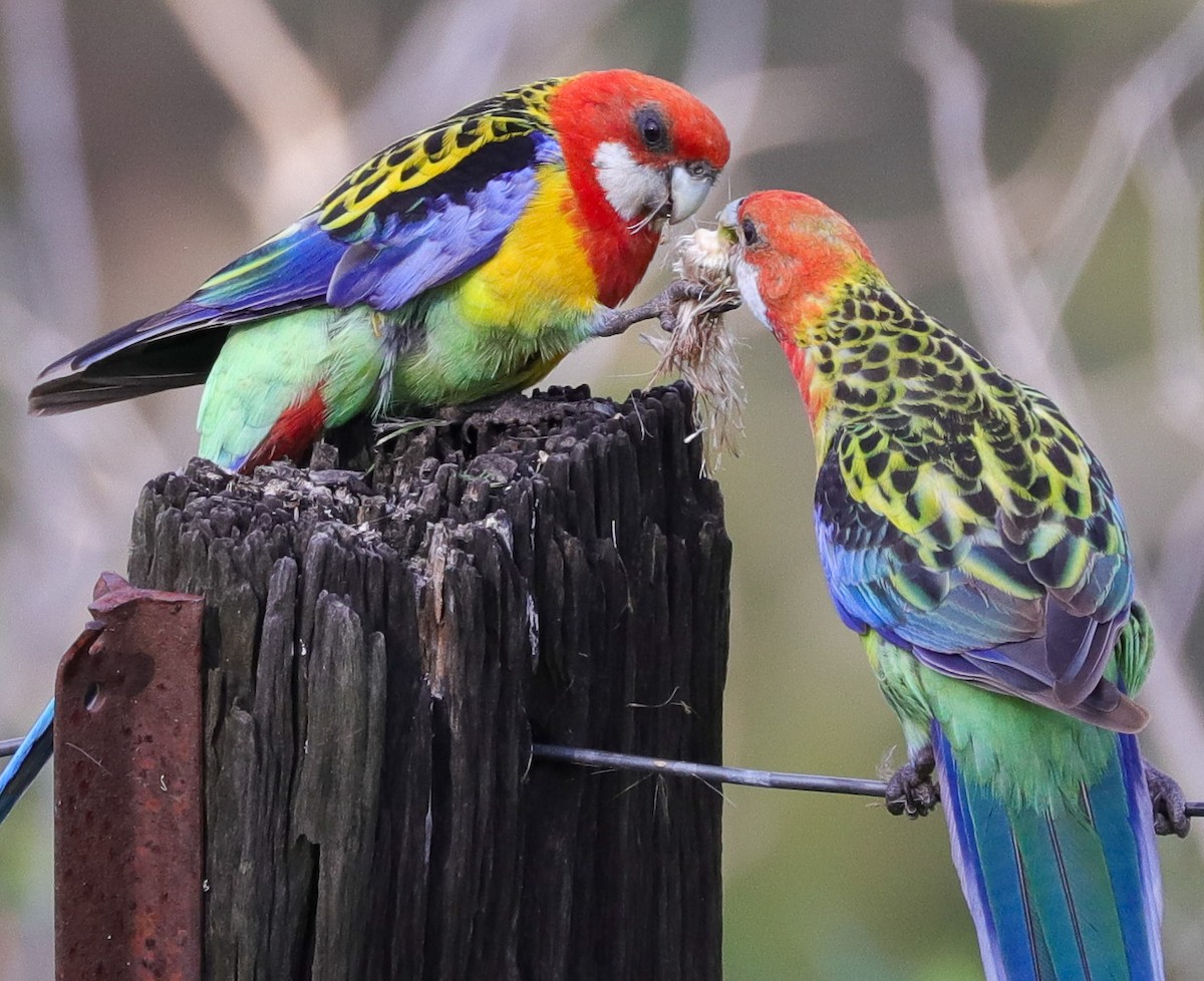 Eastern Rosella - ML612742376