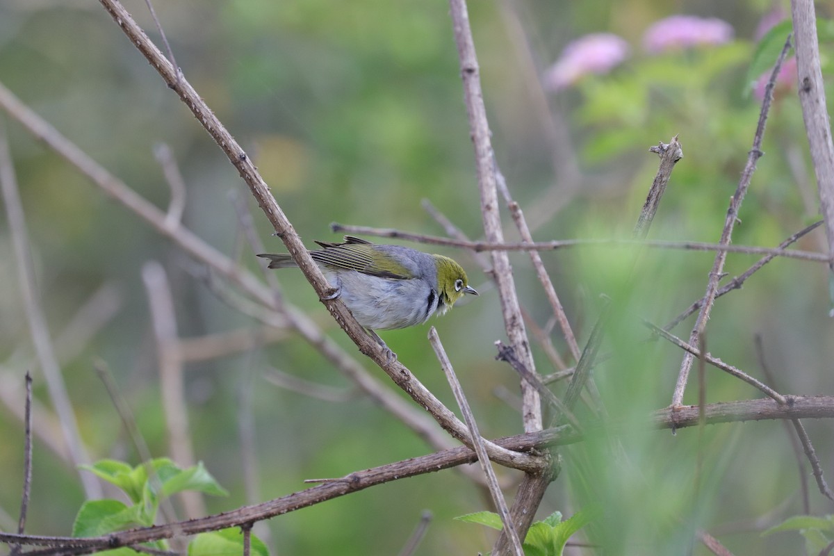 Zostérops à dos gris - ML612742386