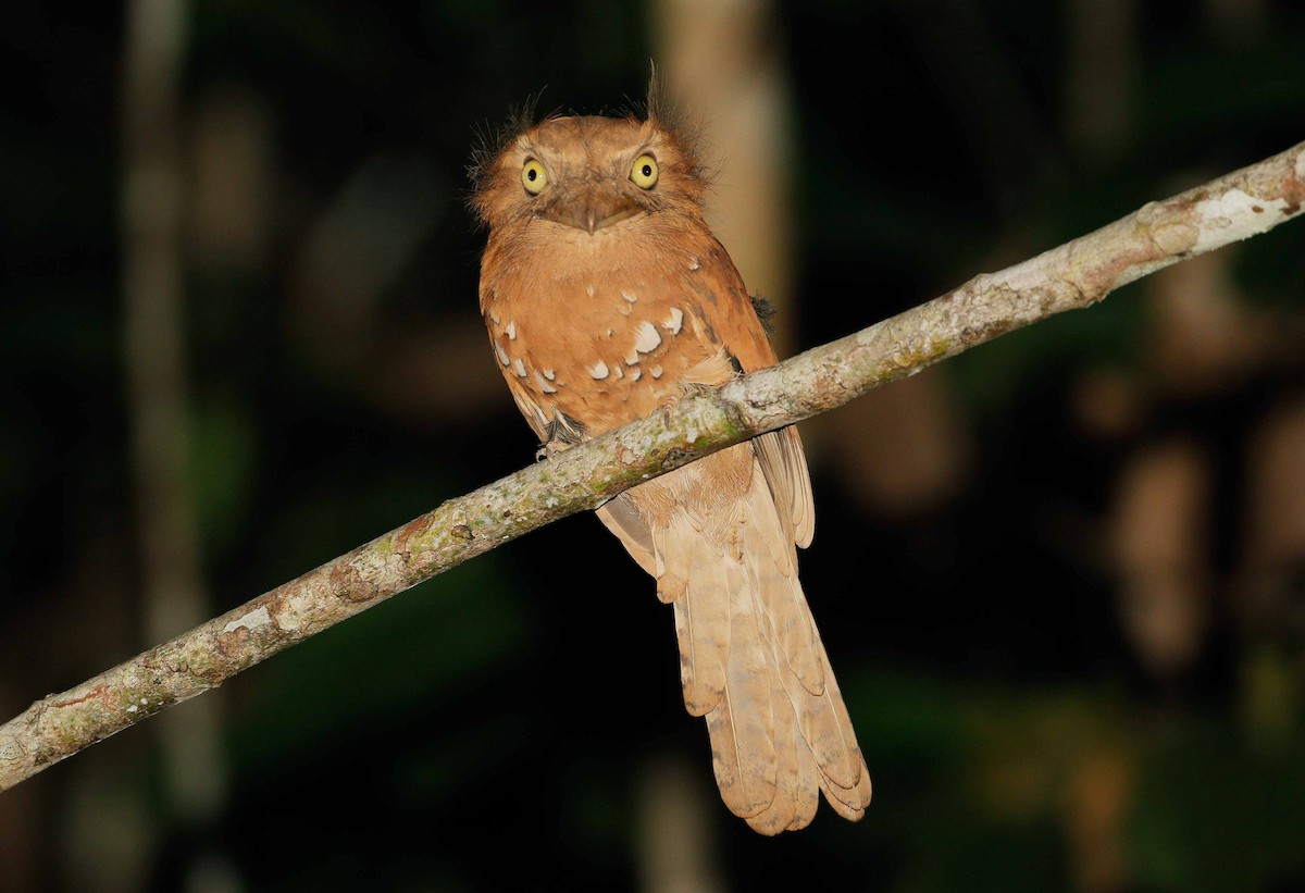 Blyth's Frogmouth - Neoh Hor Kee