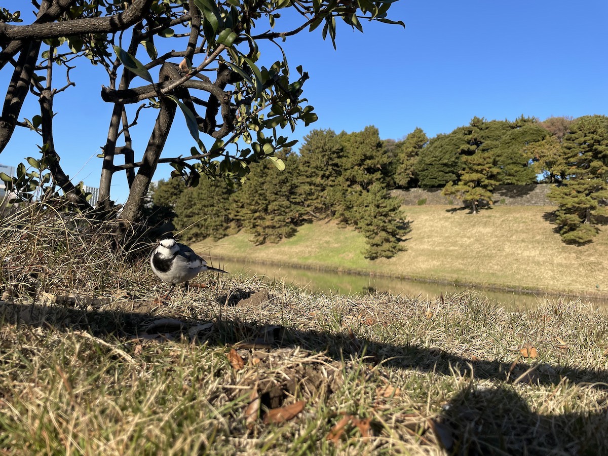 White Wagtail - ML612742416