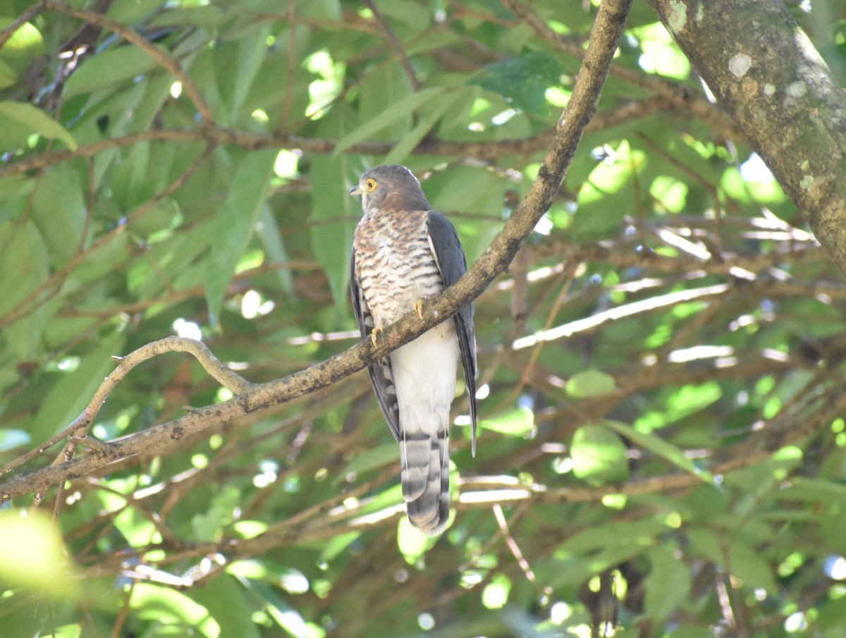 Common Hawk-Cuckoo - ML612742448