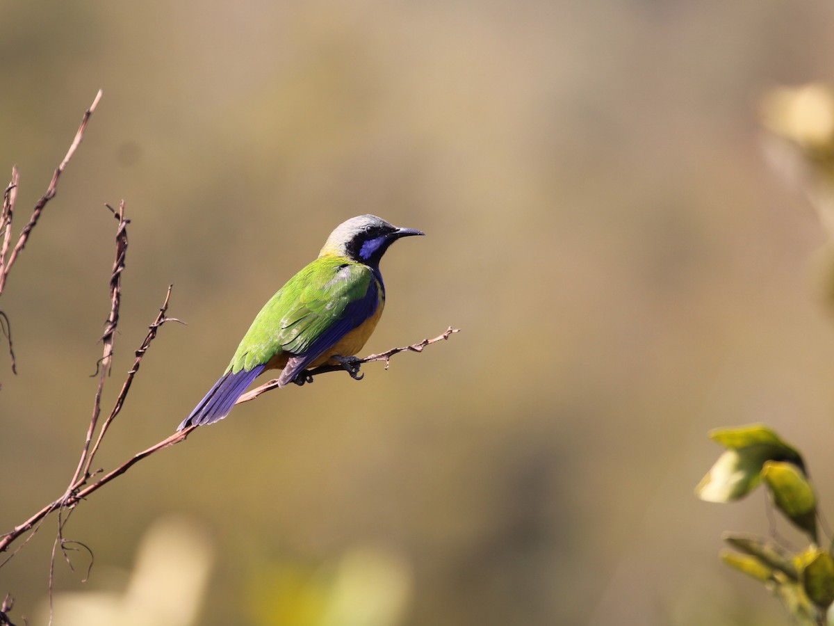 Orangebauch-Blattvogel - ML612742477