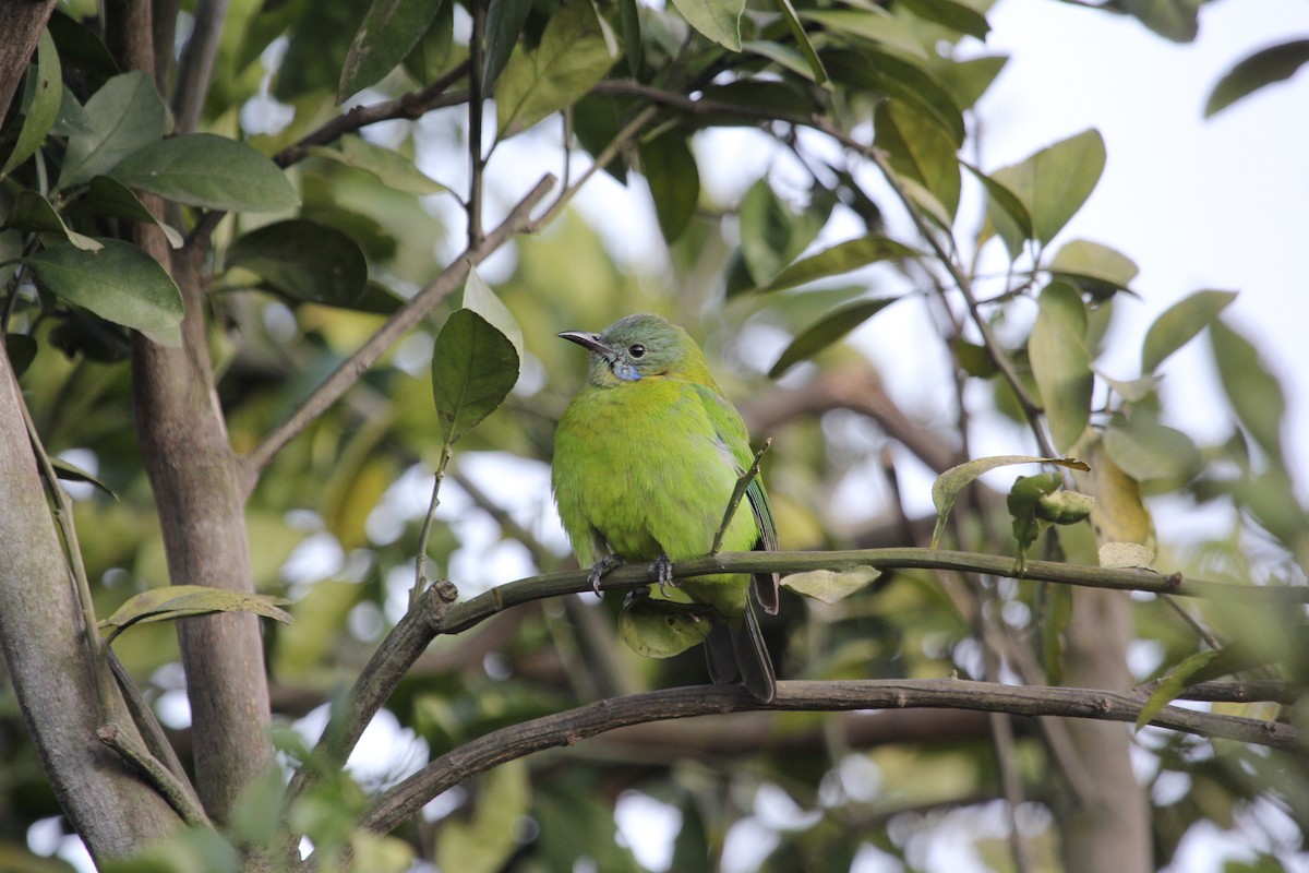 Orangebauch-Blattvogel - ML612742481