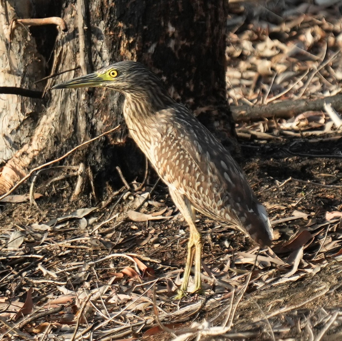 Nankeen Night Heron - Samantha Duffy