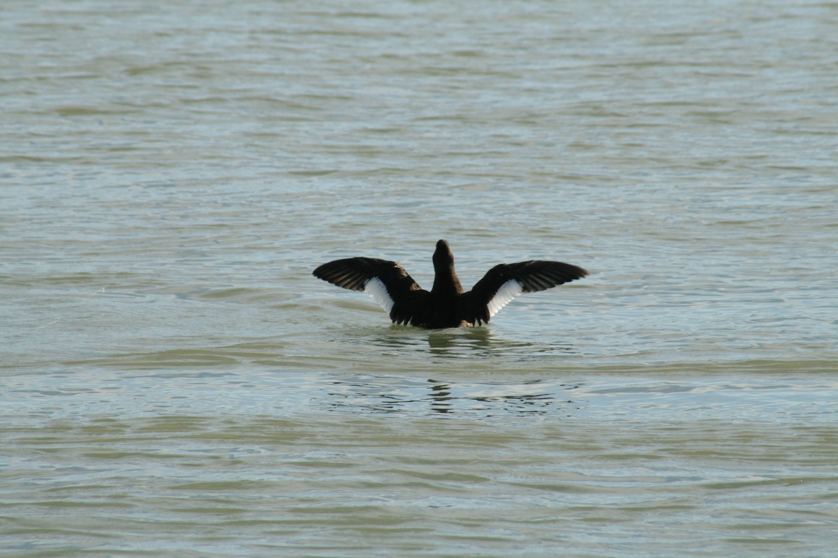 Velvet Scoter - ML612742703
