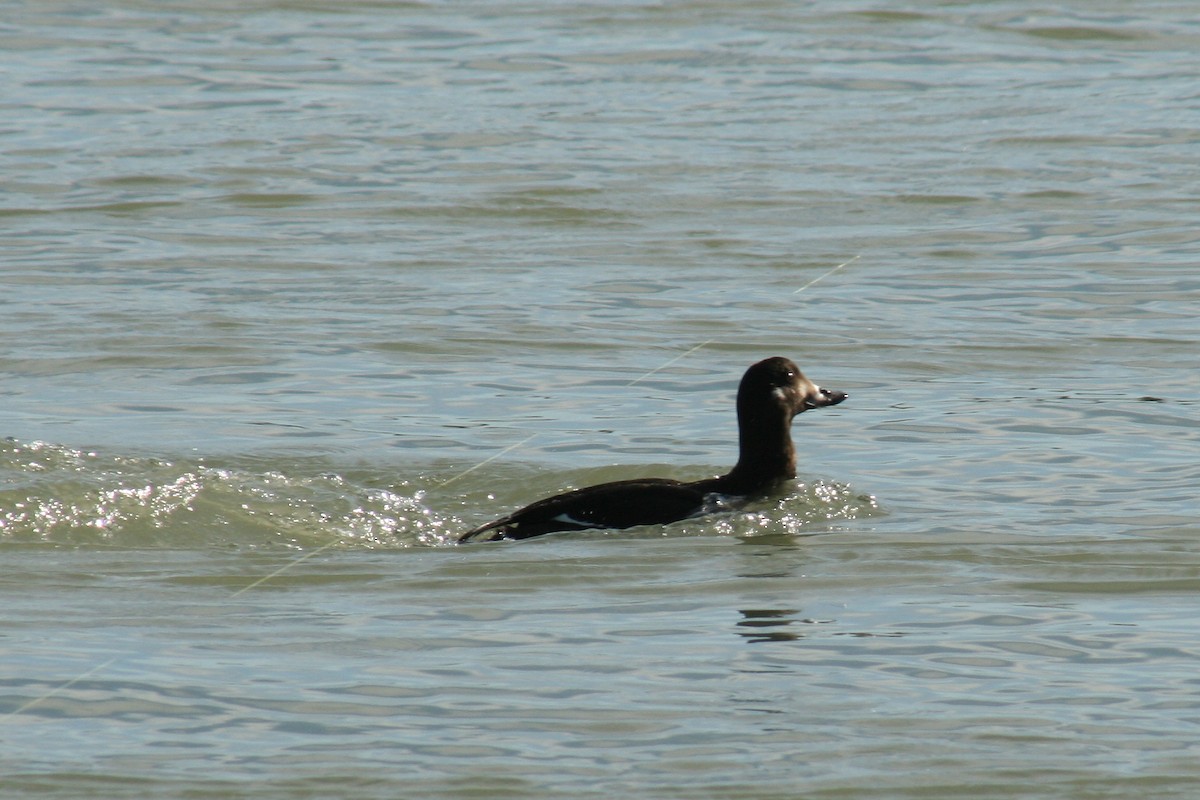 Velvet Scoter - ML612742705