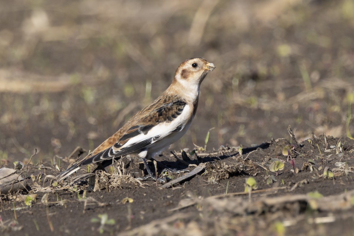 Snow Bunting - Delfin Gonzalez