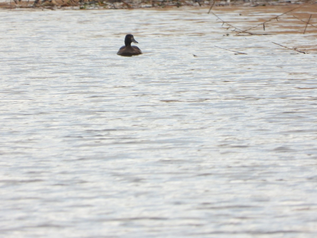 Northern Shoveler - ML612743016