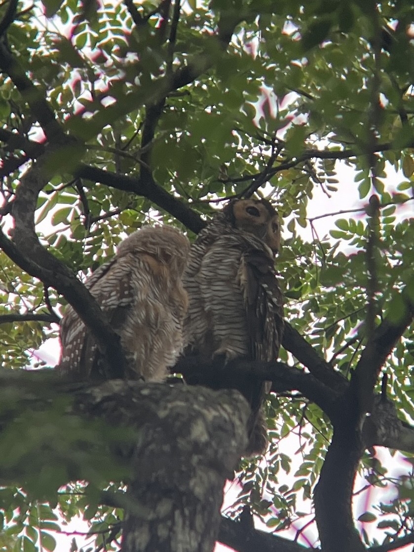 Spotted Wood-Owl - ML612743109