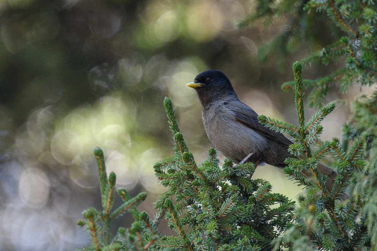 Sichuan Jay - ML612743176