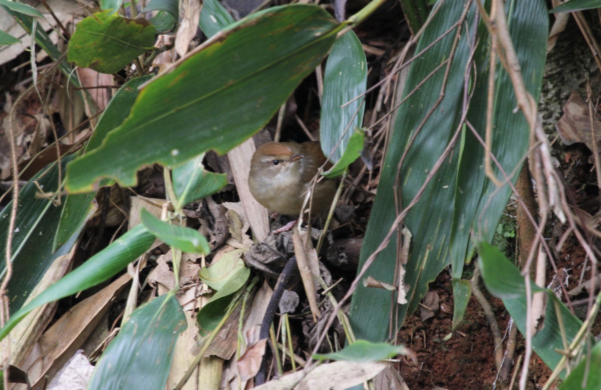 Manchurian Bush Warbler - Marcos Wei