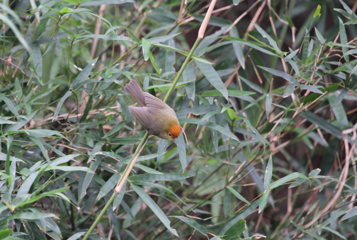 Rufous-capped Babbler - ML612743269