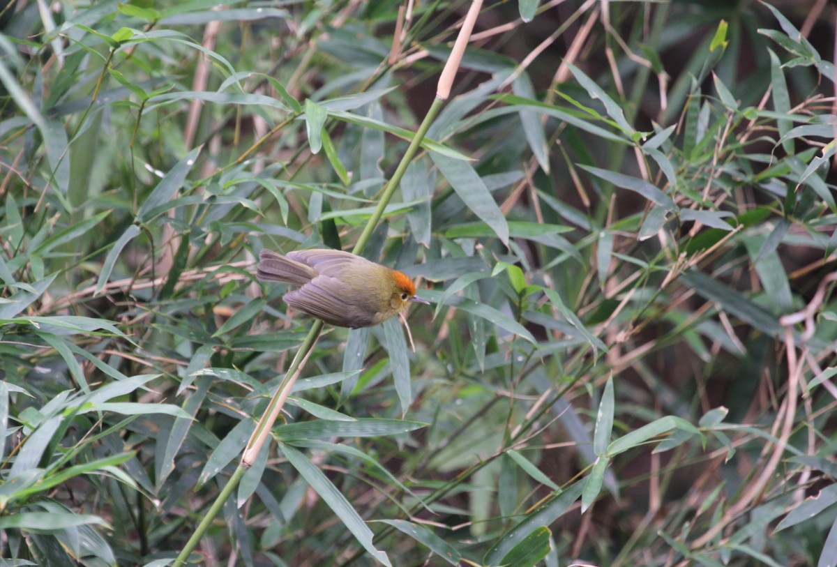 Rufous-capped Babbler - ML612743270