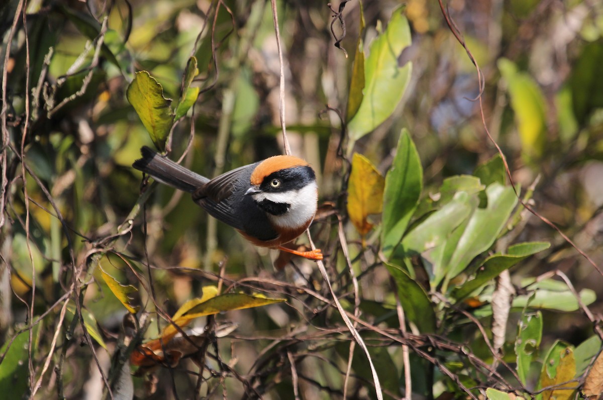 Black-throated Tit - Marcos Wei